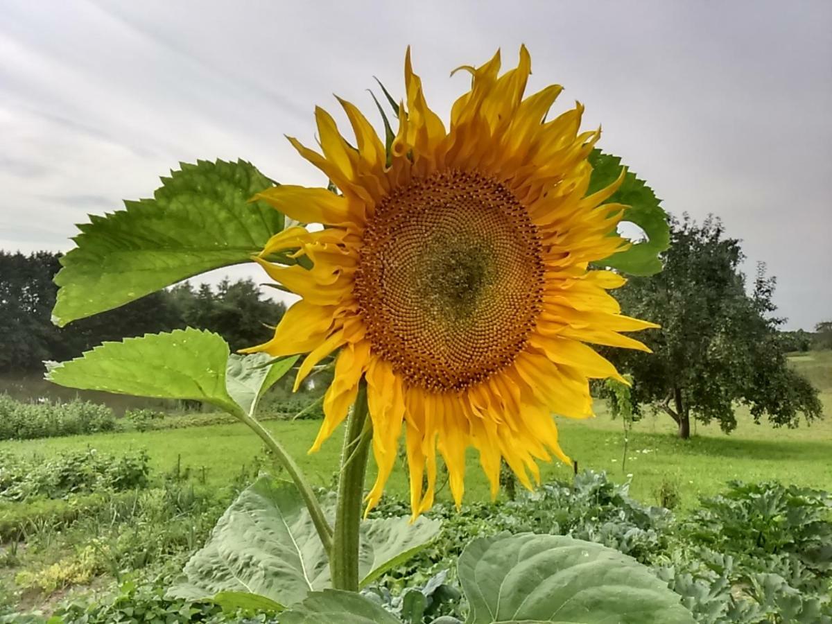 Mazurski Staw Goldap Bagian luar foto
